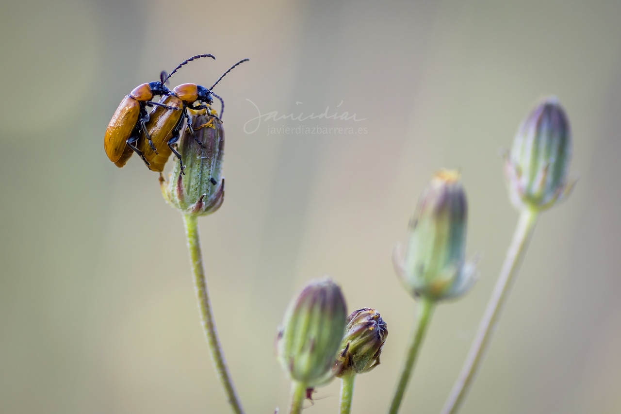 Bichos y plantas de León Exosoma lusitanicum