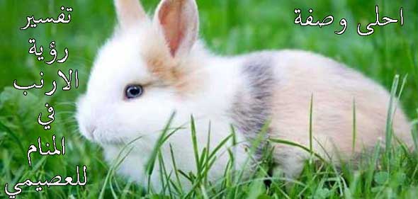 تفسير حلم رؤية الارنب في المنام للعصيمي تفسير حلم رؤية الارنب في المنام للعصيمي