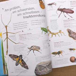„Insekten – Wissen und allerlei Drumherum“ von Bärbel Oftring * Illustrationen von Jochen Windecker * Carlsen Verlag