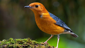 Caraputu Com Media Refrensi Harga Burung Mp3 Burung