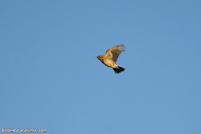 Titella (Anthus pratensis)