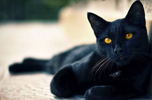 Tafsir Mimpi 99 Arti Mimpi Kucing Hitam Besar Masuk Kamar Atau Rumah