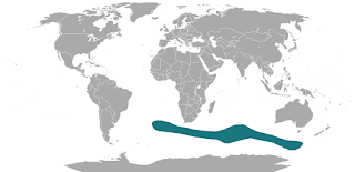 Subantarktik deniz ayısının dağılım haritası