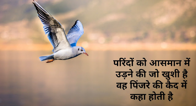 Birds Status In Hindi