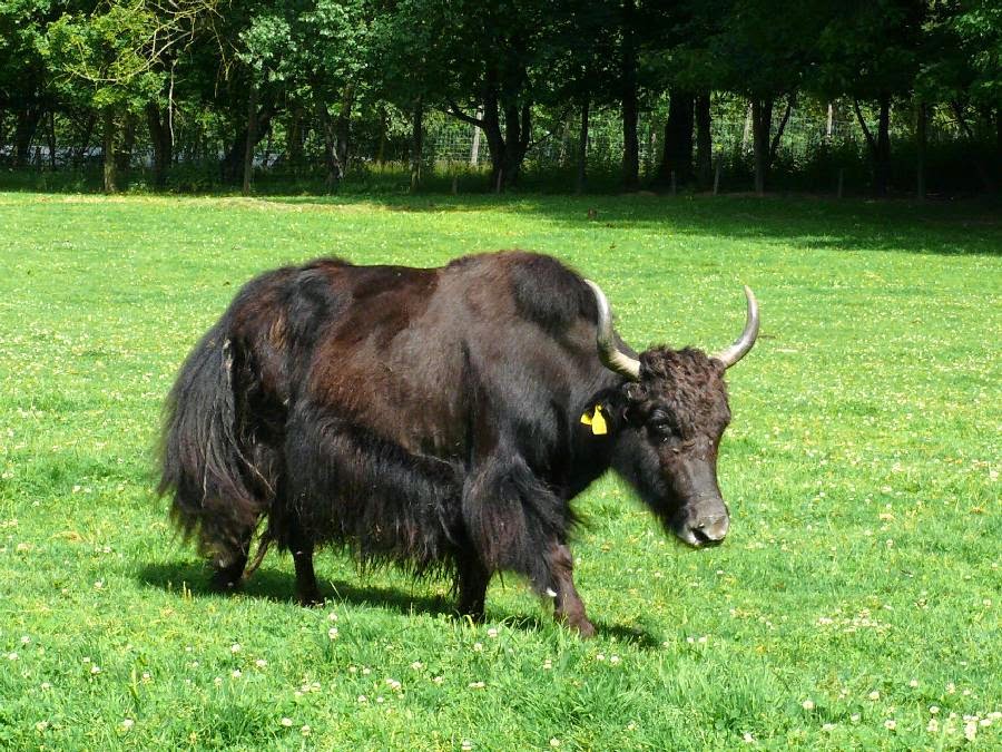 Wild Yaks Animals | Amazing Facts & Latest Pictures | All Wildlife