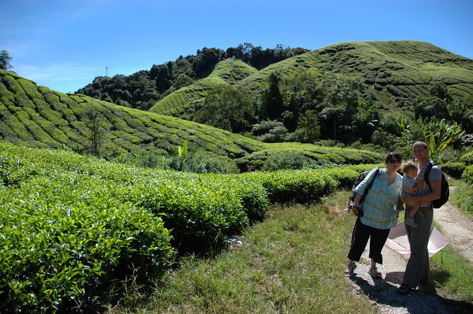 plantacja Best Of Highlands Cameron Highlands