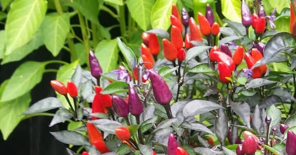 budidaya cabe setan 