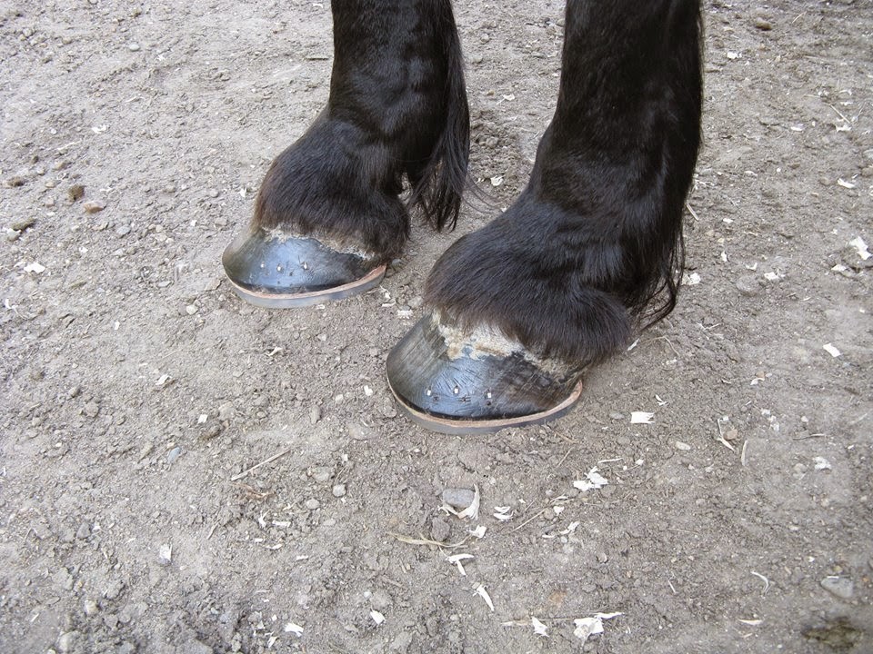 The Foxhunting Friesian Revisiting the Urethane Horseshoes