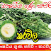 ඖෂධීය ගුණ සපිරි - කරවිල ( Karavila [ Bitter Melon ] )