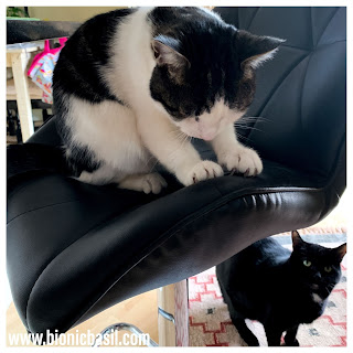 Colouring with Cats ~ Getting Your OM on with Mandalas on Mondays ©BionicBasil® Young Melvyn Sulking