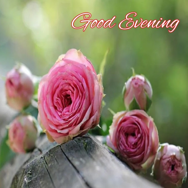 good evening flowers good evening flowers