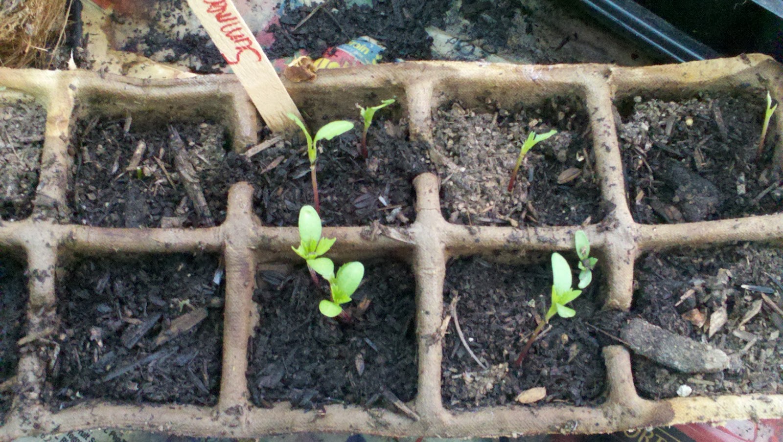 Jenn's Gardening Spot A Container Garden Journey...It's Seed GROW time