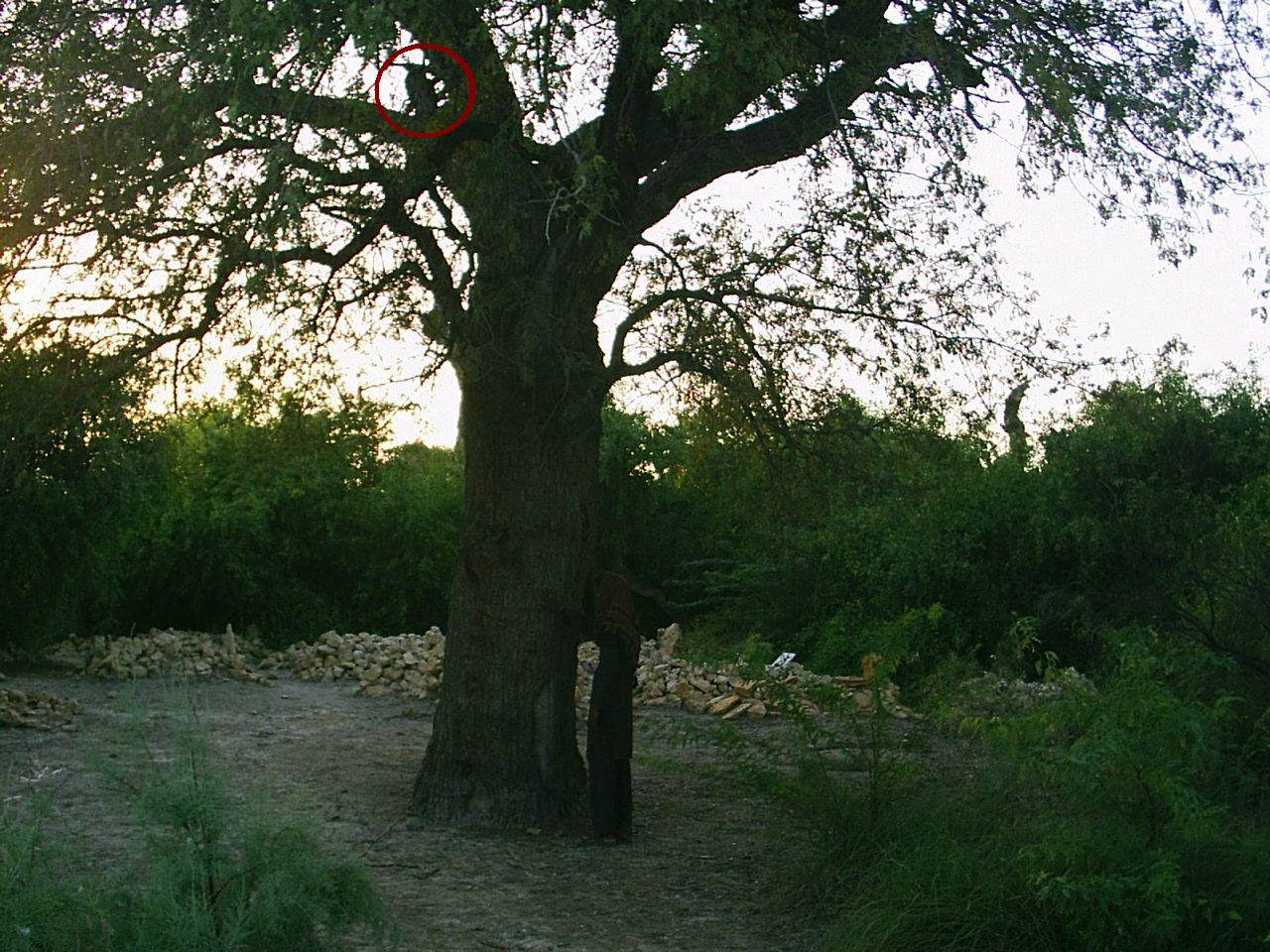 Dawat e Rohaniat ~*~ دعوتِ روحانیت: Sacred Trees Rituals & Amliyat
