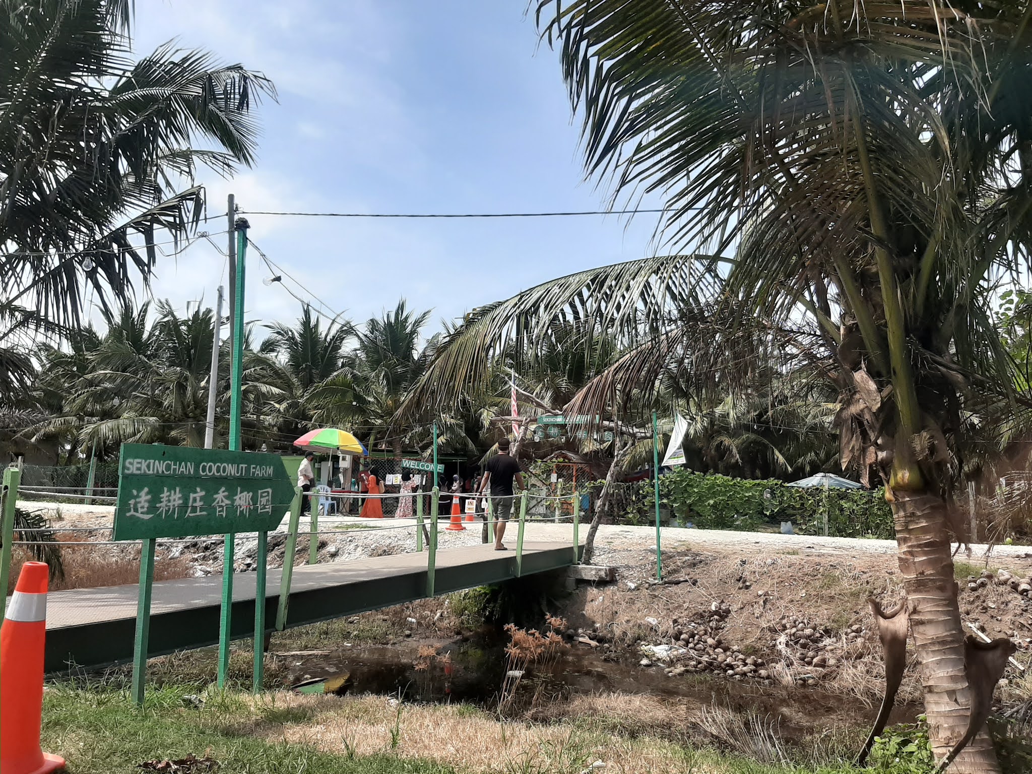 Farm sekinchan coconut Selangor Fruit