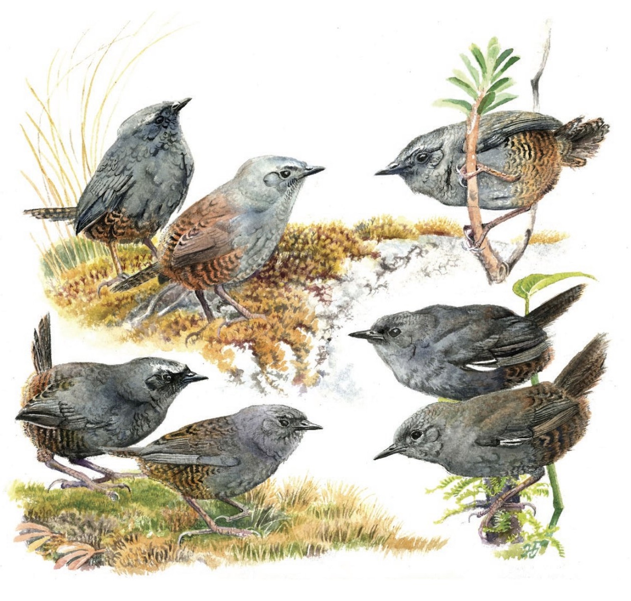 Species New to Science [Ornithology • 2020] Untangling Cryptic