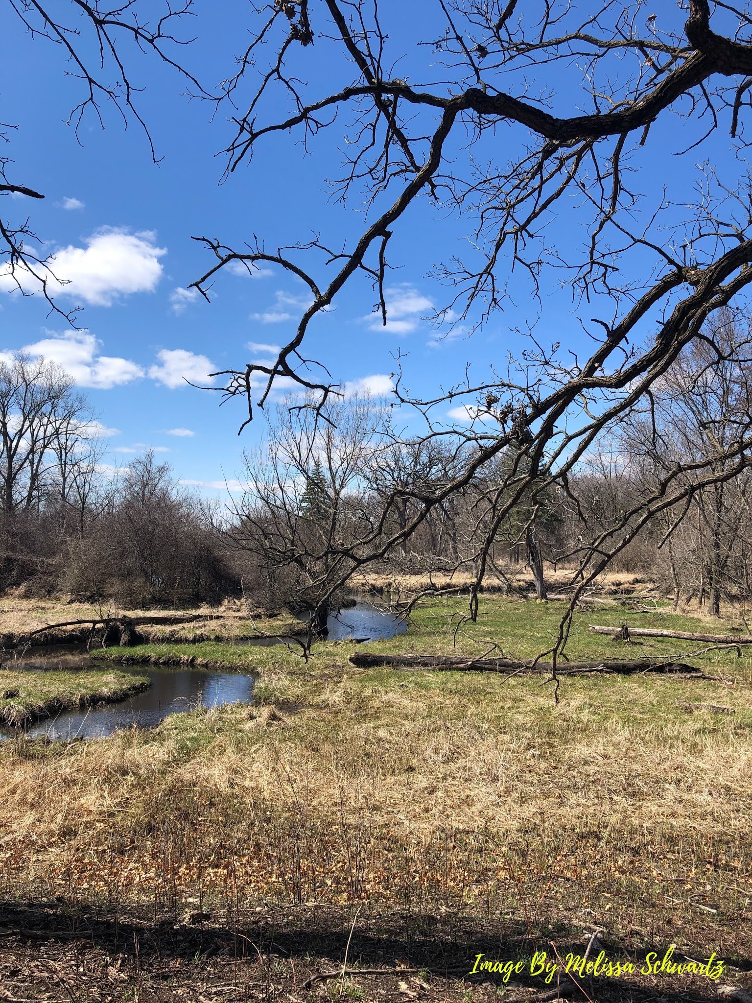 A Little Time and a Keyboard Admiring the View at Bluff Spring Fen