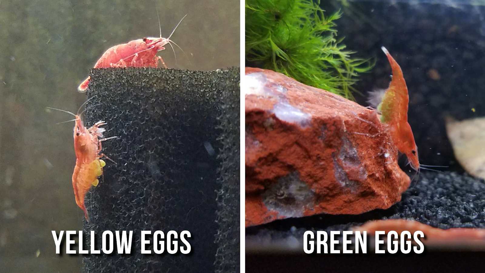 A GAMER'S WIFE What Is the Life Cycle of a Cherry Shrimp?