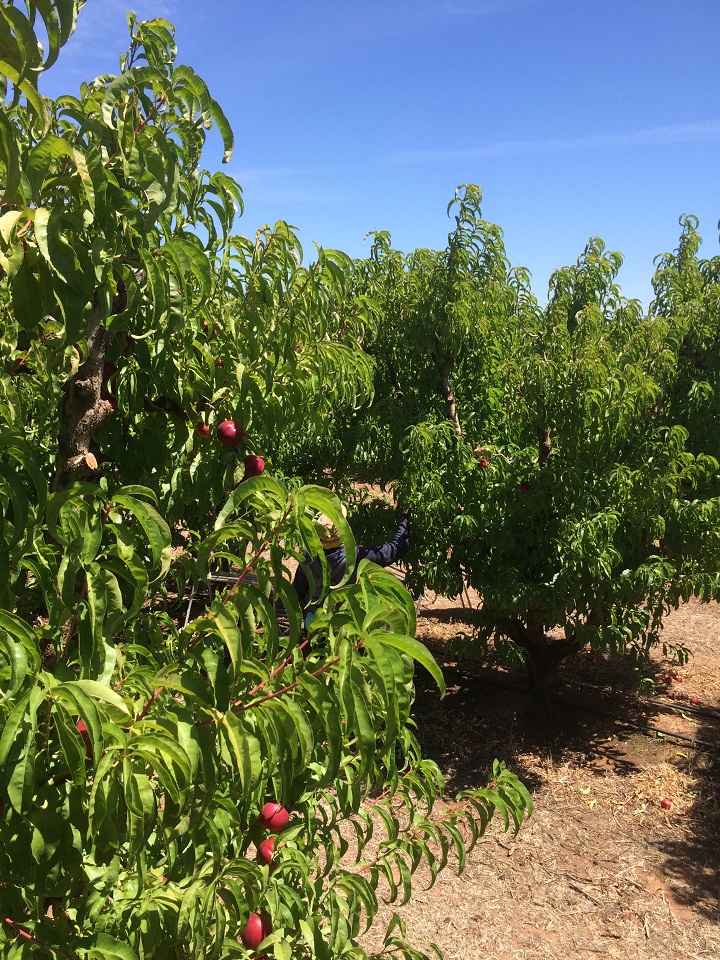 Berwaspada Sindiket Penipuan Kerja Petik Buah Di Australia - Bakul2011.com