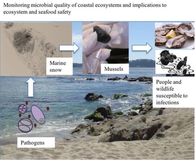 The Microbial Blogosphere: Seafood Requires Higher FDA Regulations