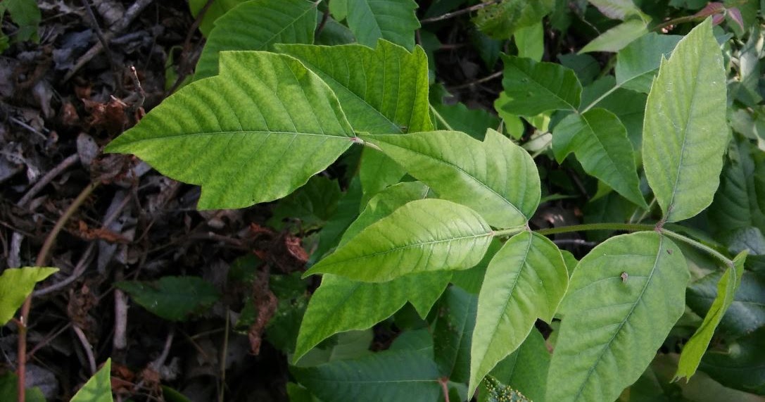 The Woodsman's Journal Online: Poison Ivy: “Leaves of Three, Let It Be”
