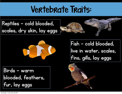 vertebrate invertebrate