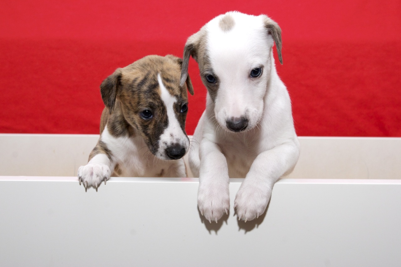 Whippet kennel Tenderline Mali kobacajčki, njihov 33. dan