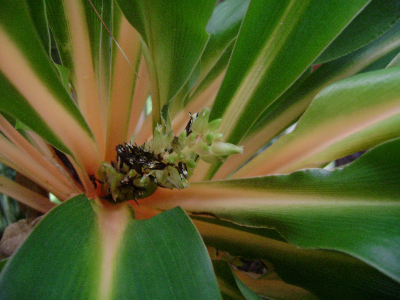 Plants spider fire forums2 gardenweb house plant flash saved