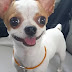 14 Reasons Chihuahuas Are The Worst Dog Breed Ever