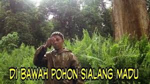 Jual Madu Asli Lebah Hutan Liar 100℅ Murni Tanpa Campuran