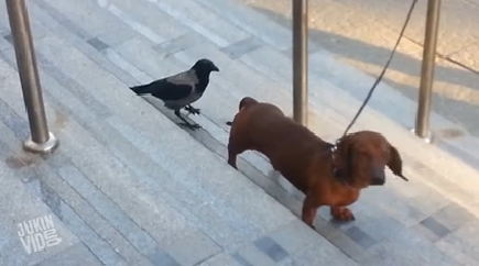 Pássaro trolando seu amiguinho cachorro