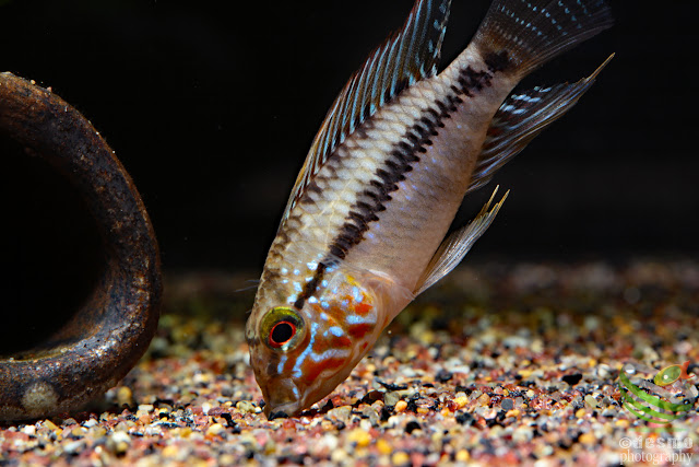 Apistogramma sp. unibrow / sp. D50