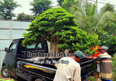 Tukang Taman surabaya Jual Bonsai Dolar Termahal