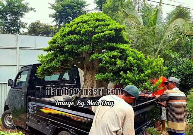 Jual jenis bonsai taman murah