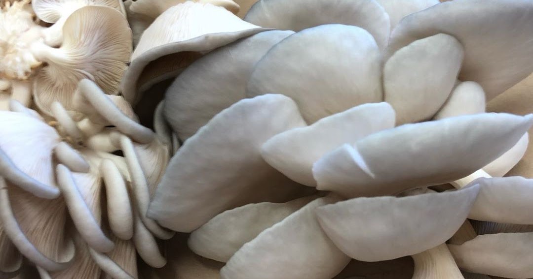 Mushroom spawns suppliers │ spawns exporters in India │ mushroom