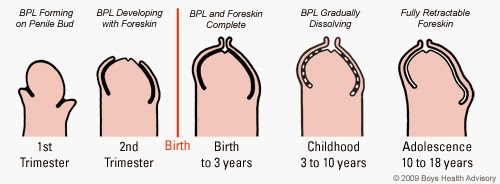 Back pull foreskin my wont When to