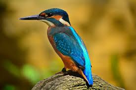 10 lines about kingfisher in hindi