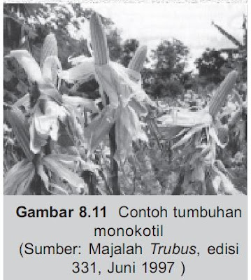 Contoh tumbuhan Monokotil