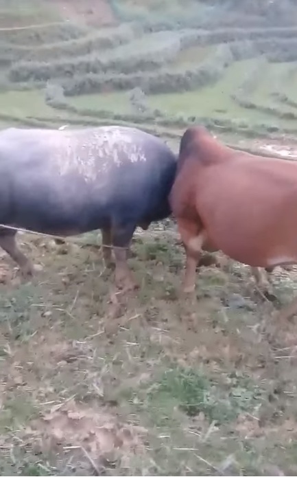 Lần đầu tiên nhìn thấy bò và trâu chọi nhau :3