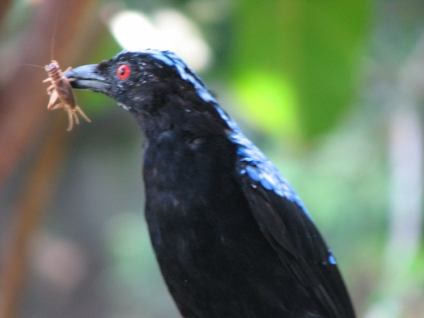 top 28 can birds get worms birds eating worms bugs and top 28 can birds get worms birds eating worms bugs and