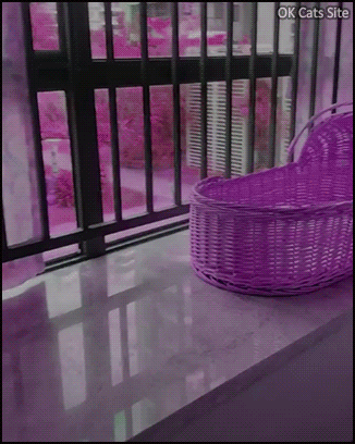 Cute Cat GIF • Adorable kitten sleeping on her back like a human baby. Cuteness overload Cute Cat GIF • Adorable kitten sleeping on her back like a human baby. Cuteness overload