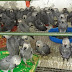 Harga Burung African Grey Parrot Terbaru 2023