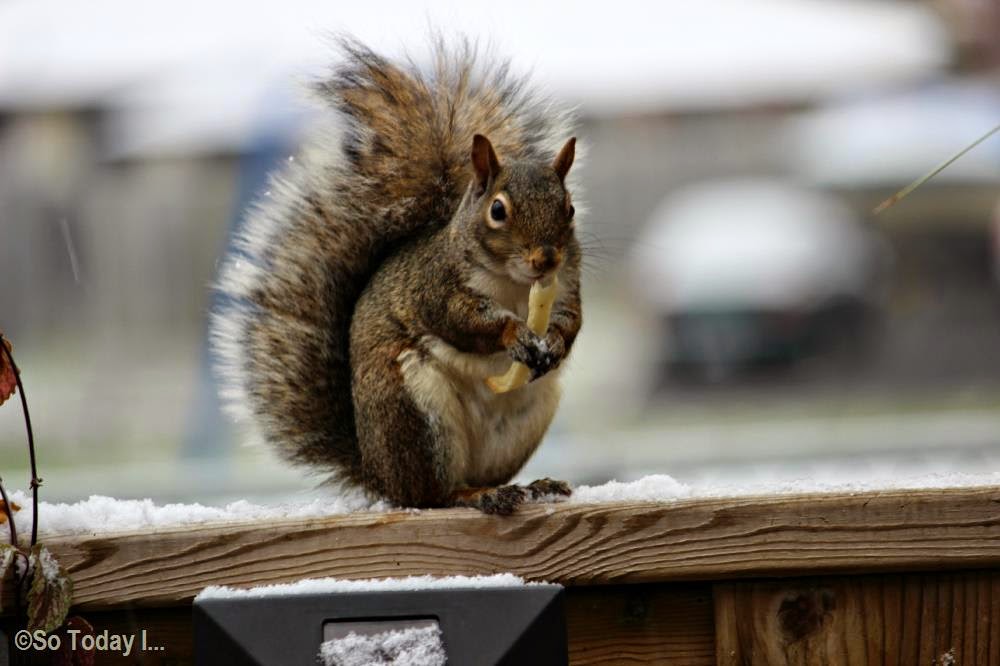 MY SQUIRRELS ENJOYING SOME FRENCH FRIES AFTER THE FIRST SNOW FALL So