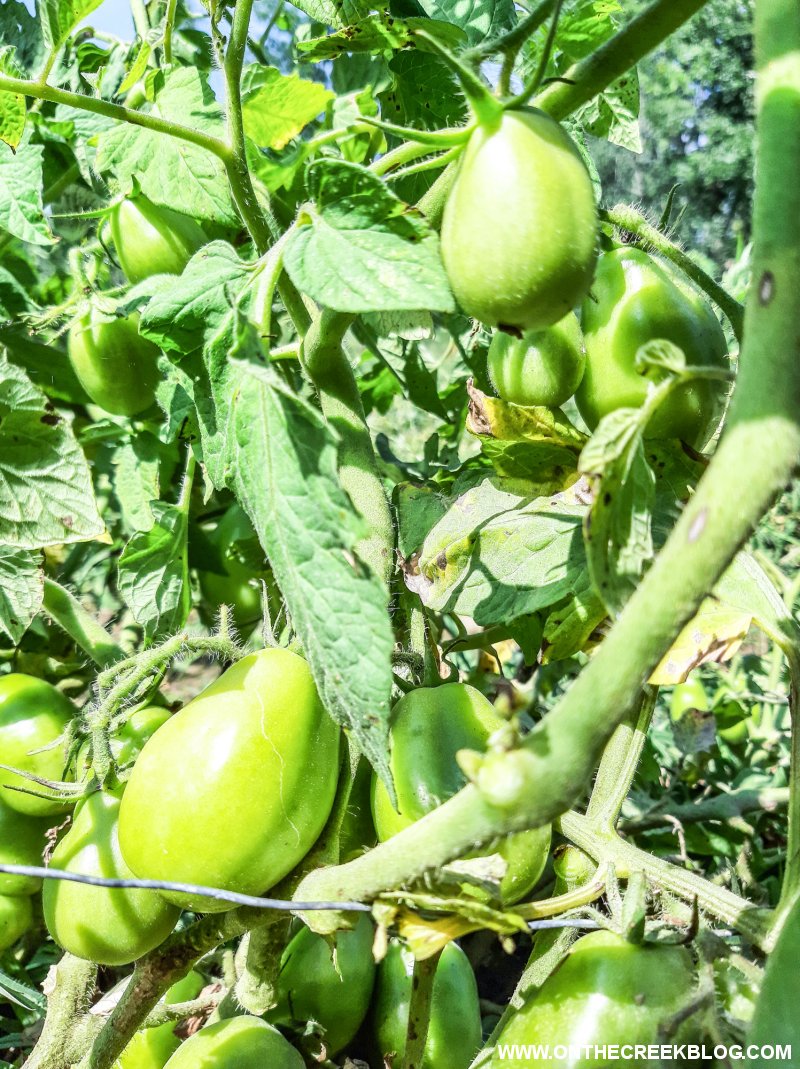 Determinate and Indeterminate Tomatoes