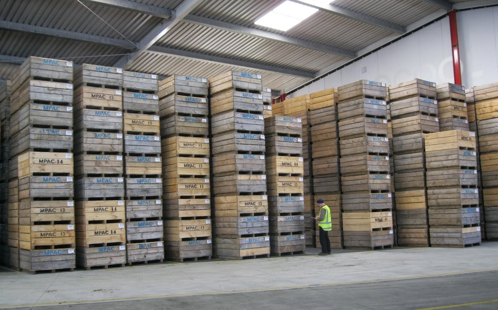Quiltingorchardist Kiwifruit Being Packed.
