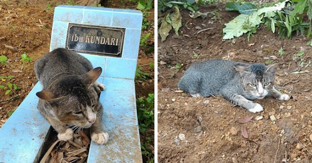 Heartbroken Cat Spends 1 Year By Her Dead Owner’s Grave