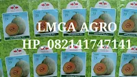 melon madesta, budidaya melon, jual benih melon hibrida, jual benih panah merah F1, toko pertanian, toko online, lmga agro