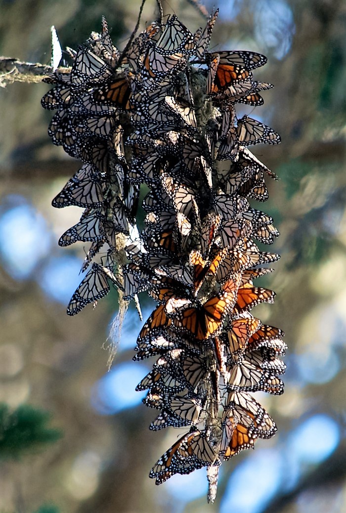 Bay Area Arts Monarch Grove Sanctuary, Pacific Grove