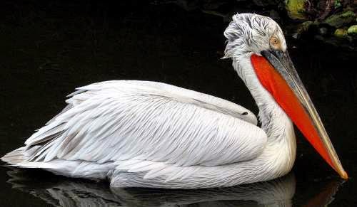Indian birds - Dalmatian pelican - Pelecanus crispus