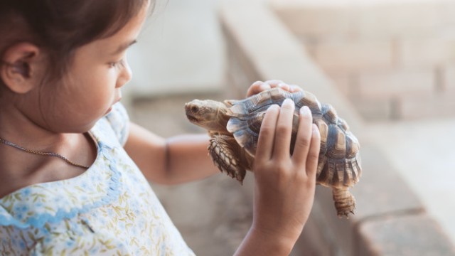Bahaya Kura-kura untuk Anak-anak