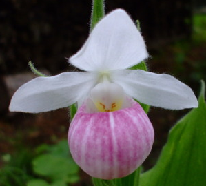 Orquídea Sapatinho - Beleza e Singularidade da Espécie